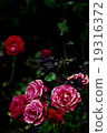 玫瑰 19316372