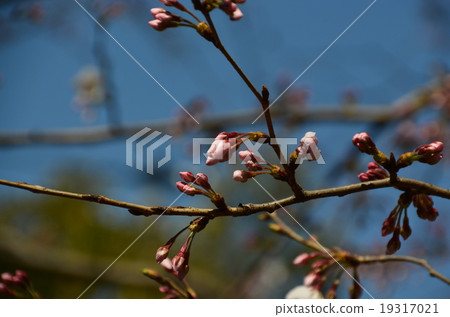 Cherry blossoms 19317021