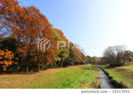 Nogawa公園秋葉 Nogawa公園秋葉 19317041