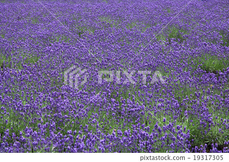 薰衣草 19317305
