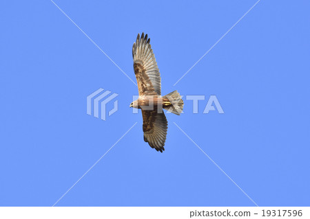 Chuhi Flight 19317596