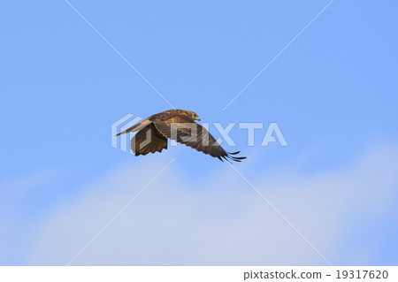 Chuhi Flight 19317620