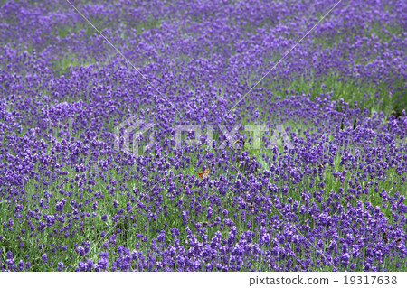 Lavender field 19317638