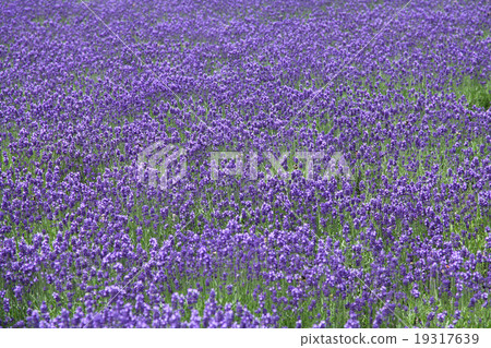 薰衣草田 19317639