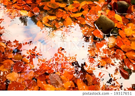Fallen leaves bellow mirror of crystal water level Fallen leaves bellow mirror of crystal water level 19317651