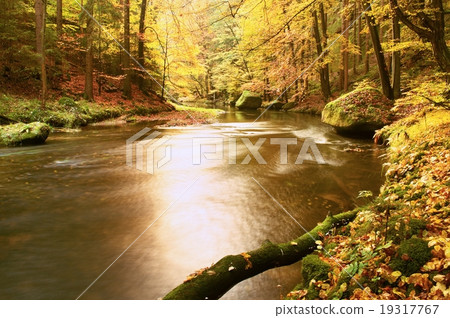 Mossy fallen aspen tree fallen in mountain river Mossy fallen aspen tree fallen in mountain river 19317767