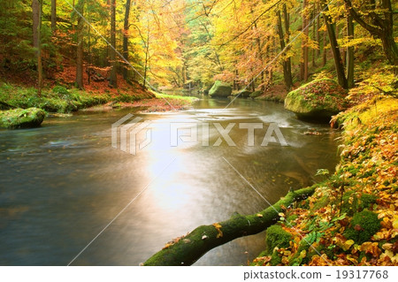 Fallen tree in mountain river. Orange maple leaves 19317768