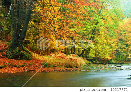 Stony bank of autumn river covered by beech leaves 19317771