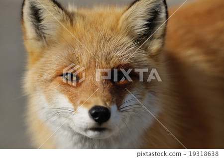 Kita fox 19318638
