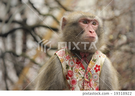 A monkey 19318922