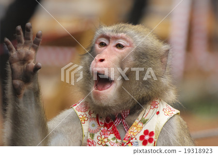 A monkey 19318923