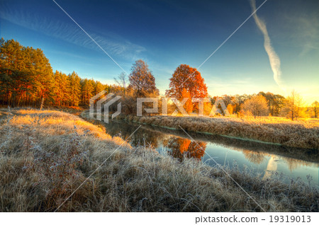 frost on trees and grass 19319013