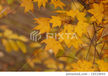 Itai的黃色葉子串起了楓樹 Itai的黃色葉子串起了楓樹 19319043