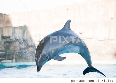 海豚 19319155