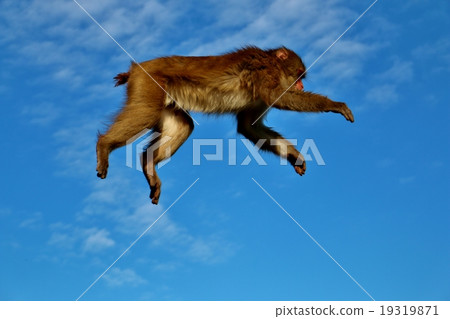 A monkey A monkey 19319871