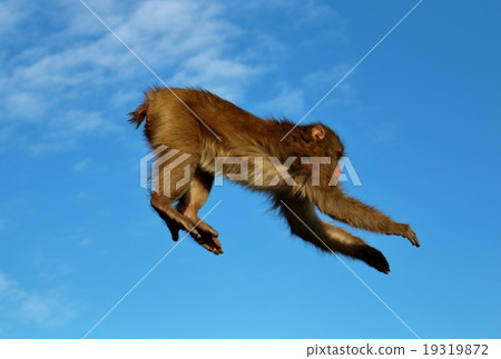 A monkey A monkey 19319872