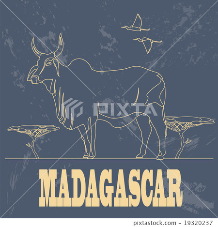 Madagascar. National symbol zebu 19320237