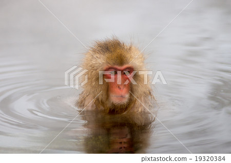 Snow monkey, nagano, japan (Snow monkey of Jigokudani wild monkey park in Nagano prefecture) 19320384