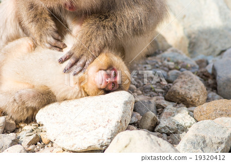 Snow monkey, nagano, japan (Snow monkey of Jigokudani wild monkey park in Nagano prefecture) 19320412