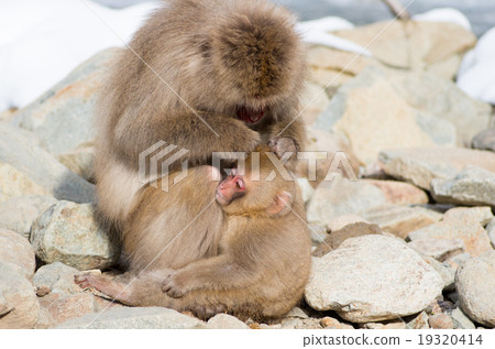 Snow monkey, nagano, japan (Snow monkey of Jigokudani wild monkey park in Nagano prefecture) 19320414