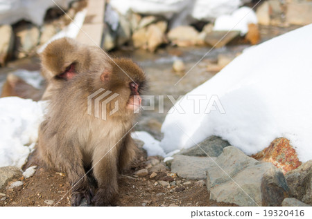 Snow monkey, nagano, japan (Snow monkey of Jigokudani wild monkey park in Nagano prefecture) 19320416