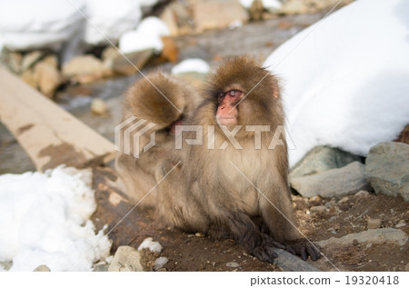 Snow monkey, nagano, japan (Snow monkey of Jigokudani wild monkey park in Nagano prefecture) 19320418