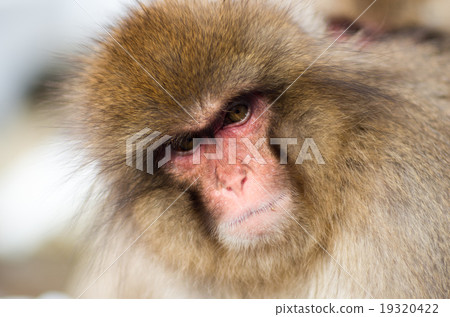 Snow monkey, nagano, japan (Snow monkey of Jigokudani wild monkey park in Nagano prefecture) 19320422