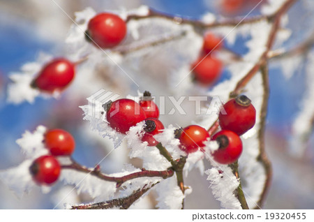 rose hip with ice crystals rose hip with ice crystals 19320455