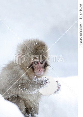 做雪球的小猴子 19321026