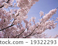Cherry Blossoms	 19322293