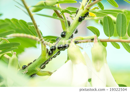 black ladybug 19322504