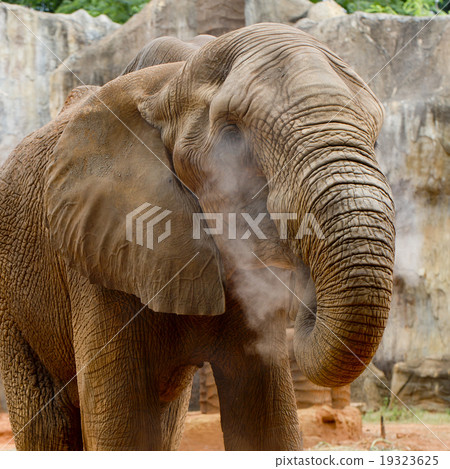 elephant 19323625