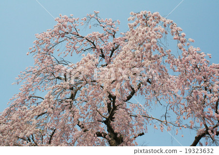 Cherry blossoms (Ai Yoshino, Yoshino cherry tree) Cherry blossoms (Ai Yoshino, Yoshino cherry tree) 19323632