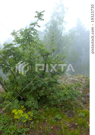 Trees on the white background Trees on the white background 19323730