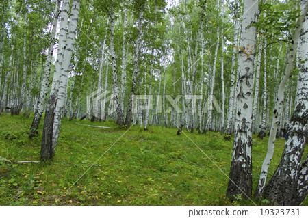 Trees on the white background Trees on the white background 19323731