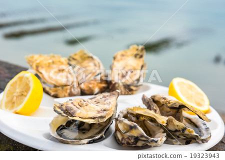 A dozen oysters on a plastic plate 19323943