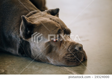 Brown Adult Cane Corso Close Up Portrait 19324000