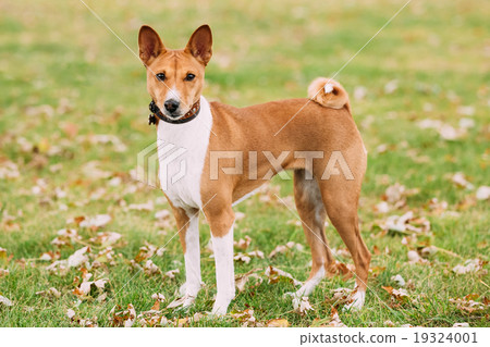 Basenji dog on grass outdoor. The Basenji is a Basenji dog on grass outdoor. The Basenji is a 19324001