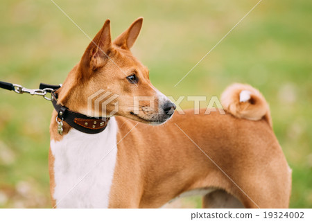 Basenji dog on grass outdoor. The Basenji is a Basenji dog on grass outdoor. The Basenji is a 19324002