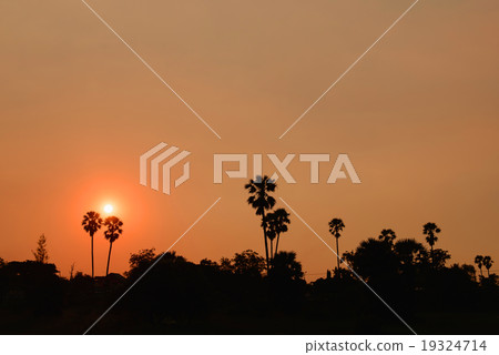 beautiful sunset and silhouette sugar palm tree beautiful sunset and silhouette sugar palm tree 19324714