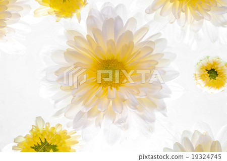 Beautiful daisy flower on the white background 19324745