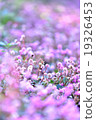 Pink Flower 19326453
