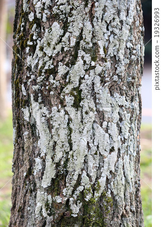 假金合歡 19326993