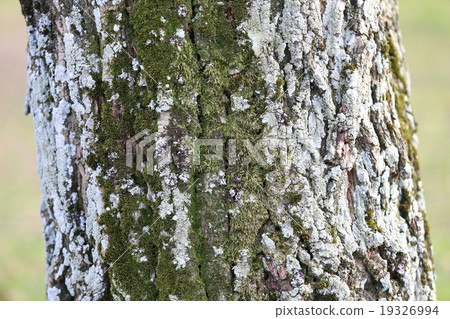 假金合歡 19326994