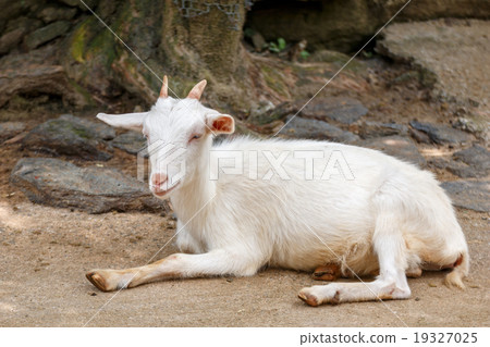 Goat's portrait 19327025