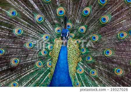 Peacock's portrait 19327026