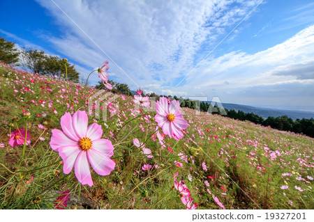 Cosmos field @ Shirakigami, Isahaya city, Nagasaki prefecture 19327201