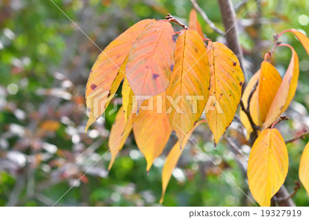 A colored cherry leaf A colored cherry leaf 19327919