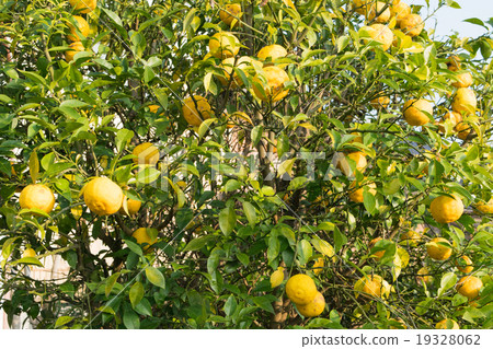 豐碩的柑橘類水果2 19328062
