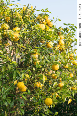 Fruitful Yuzu Fruit 4 19328064